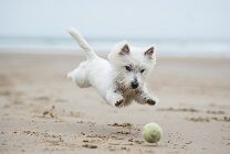 A small white dog is leaping towards a tennis ball on a sandy beach, captured mid-air. The ocean is in the background.